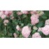 초여름을 대표하는 꽃 수국이 만개하며 시민들에게 아름다운 볼거리를 선사하고 있습니다.